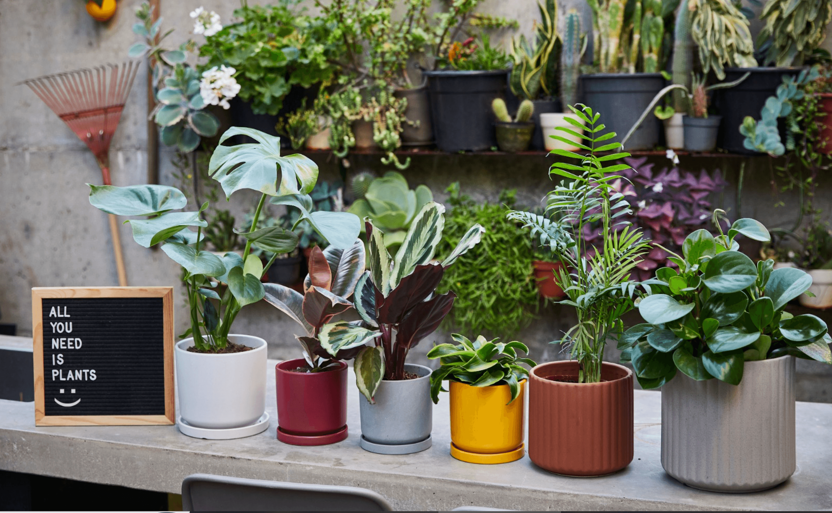 מגדלים צמחים בבית